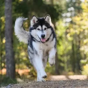 Alaskan Malamute-ThePetWorld