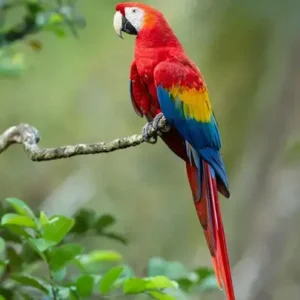 Amazon Parrot - ThePetWorld
