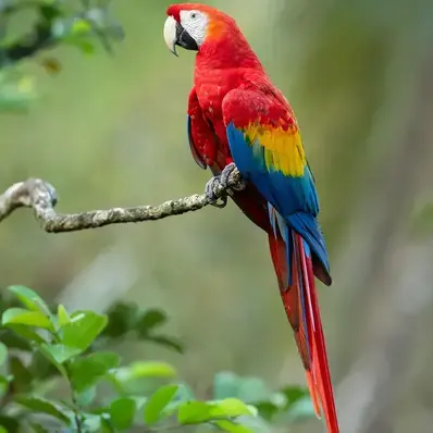 Amazon Parrot - ThePetWorld