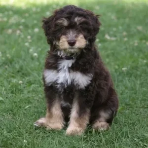 Aussiedoodle-ThePetWorld