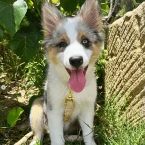 Aussiepom-ThePetWorld