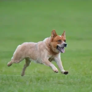 Australian Cattle Dog-ThePetWorld