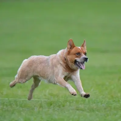 Australian Cattle Dog-ThePetWorld