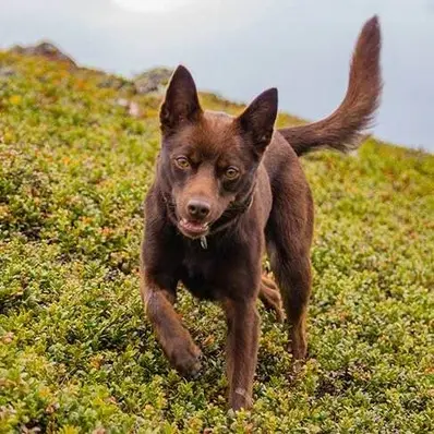 Australian Kelpie-ThePetWorld