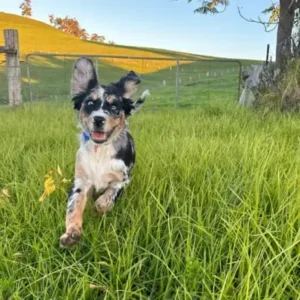Australian Retriever-ThePetWorld