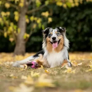 Australian Shepherd-ThePetWorld