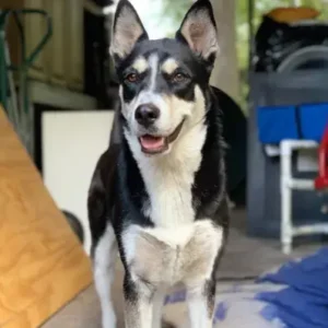 Australian Shepherd Husky-ThePetWorld
