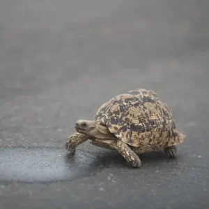 Bog Turtle - ThePetWorld