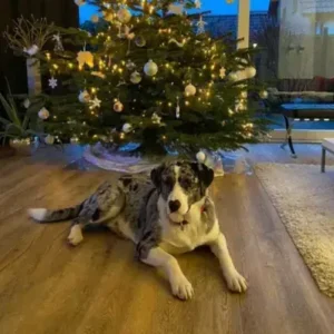 Australian Shepherd Lab Mix-ThePetWorld