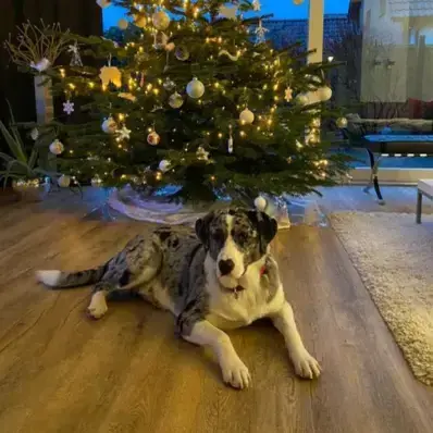 Australian Shepherd Lab Mix-ThePetWorld