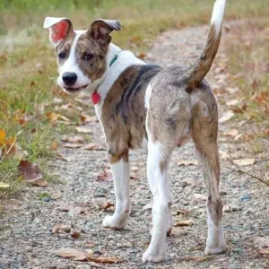 Australian Shepherd Pit Bull Mix-ThePetWorld