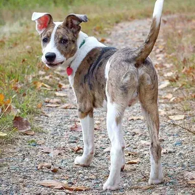 Australian Shepherd Pit Bull Mix-ThePetWorld