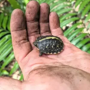 Box Turtles - ThePetWorld