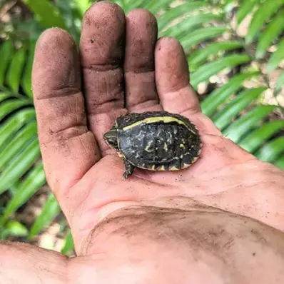 Box Turtles - ThePetWorld