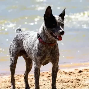Australian Stumpy Tail Cattle Dog-ThePetWorld