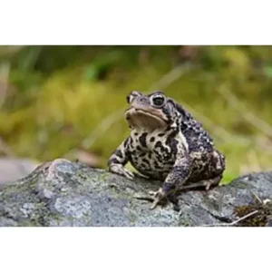 American Toad - ThePetWorld