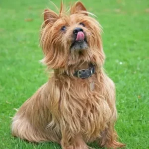 Australian Terrier-ThePetWorld