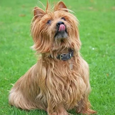 Australian Terrier-ThePetWorld