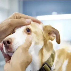 Progressive Retinal Atrophy in Dogs - ThePetWorld