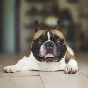 Cataracts in Dogs - ThePetWorld