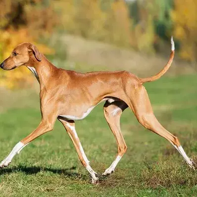 Azawakh-ThePetWorld