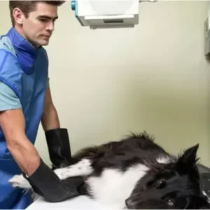 Collapsed Trachea in Dogs - ThePetWorld