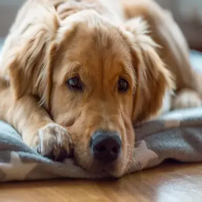 Hip Dysplasia in Dogs - ThePetWorld