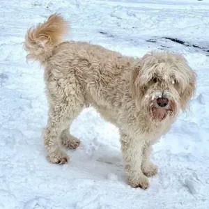 Barbado da Terceira-ThePetWorld