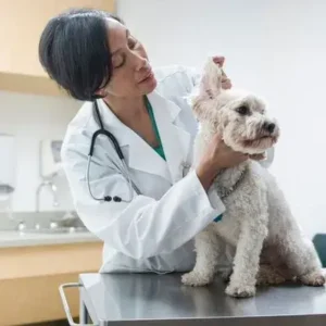 Hypothyroidism in Dogs - ThePetWorld