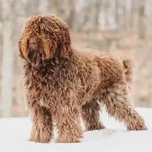 Barbet- ThePetWorld