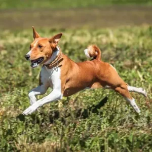 Basenji-ThePetWorld