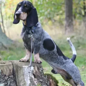 Basset Bleu de Gascogne-ThePetWorld