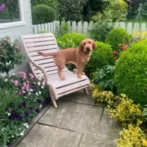 Basset Fauve de Bretagne-ThePetWorld