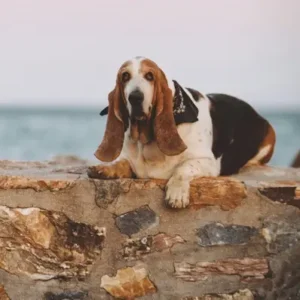 Basset Hound-ThePetWorld
