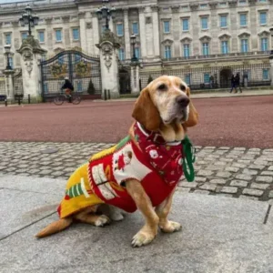 Basset Retriever-ThePetWorld