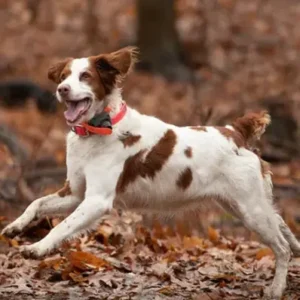 Brittany(Spaniel) - ThePetWorld