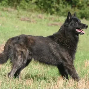 Dutch Shepherd - ThePetWorld