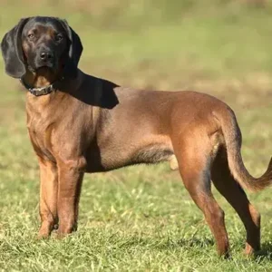 Bavarian Mountain Scent Hound-ThePetWorld