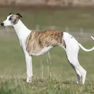 Whippet - ThePetWorld