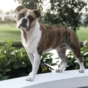 Beabull-ThePetWorld