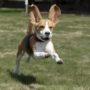 Beagle- ThePetWorld