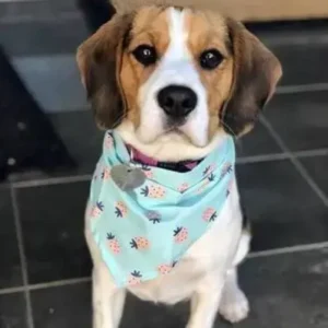 Beaglier-ThePetWorld