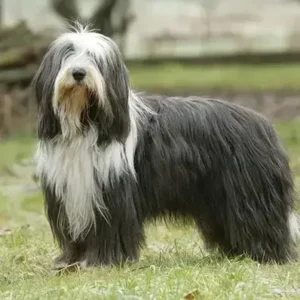 Bearded Collie-ThePetWorld