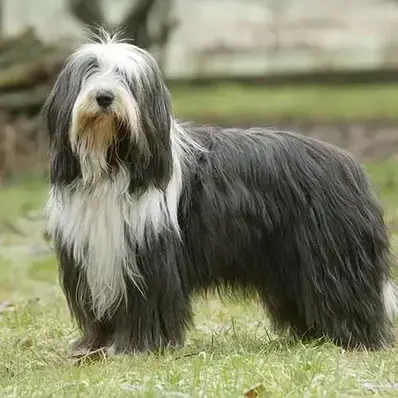 Bearded Collie-ThePetWorld
