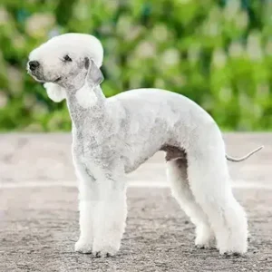 Bedlington Terrier-ThePetWorld