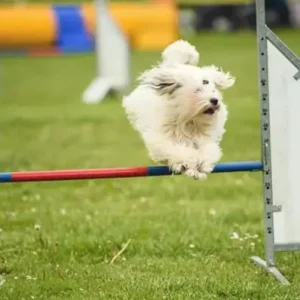 Coton de Tulear - ThePetWorld
