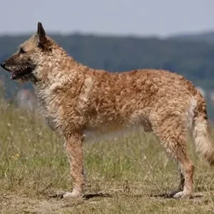 Belgian Laekenois-ThePetWorld
