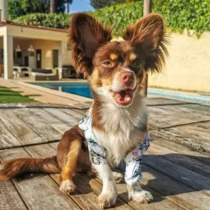 Chiweenie - ThePetWorld