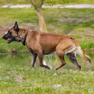 Belgian Malinois-ThePetWorld