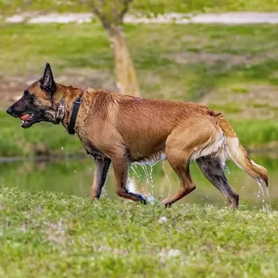 Belgian Malinois-ThePetWorld